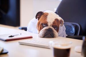 Freelance Editor and Writer Services
