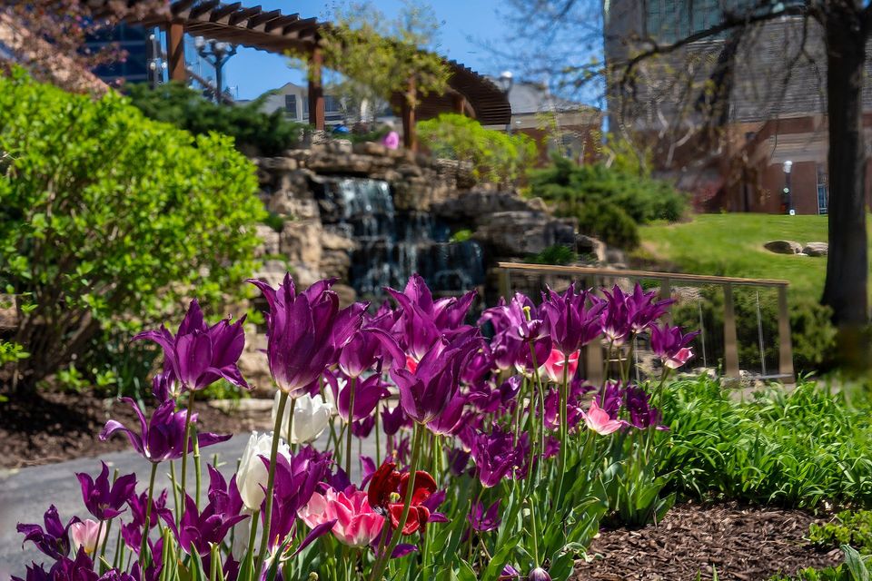 Purple tulips in bloom, a small waterfall, and a wooden pergola in a garden.