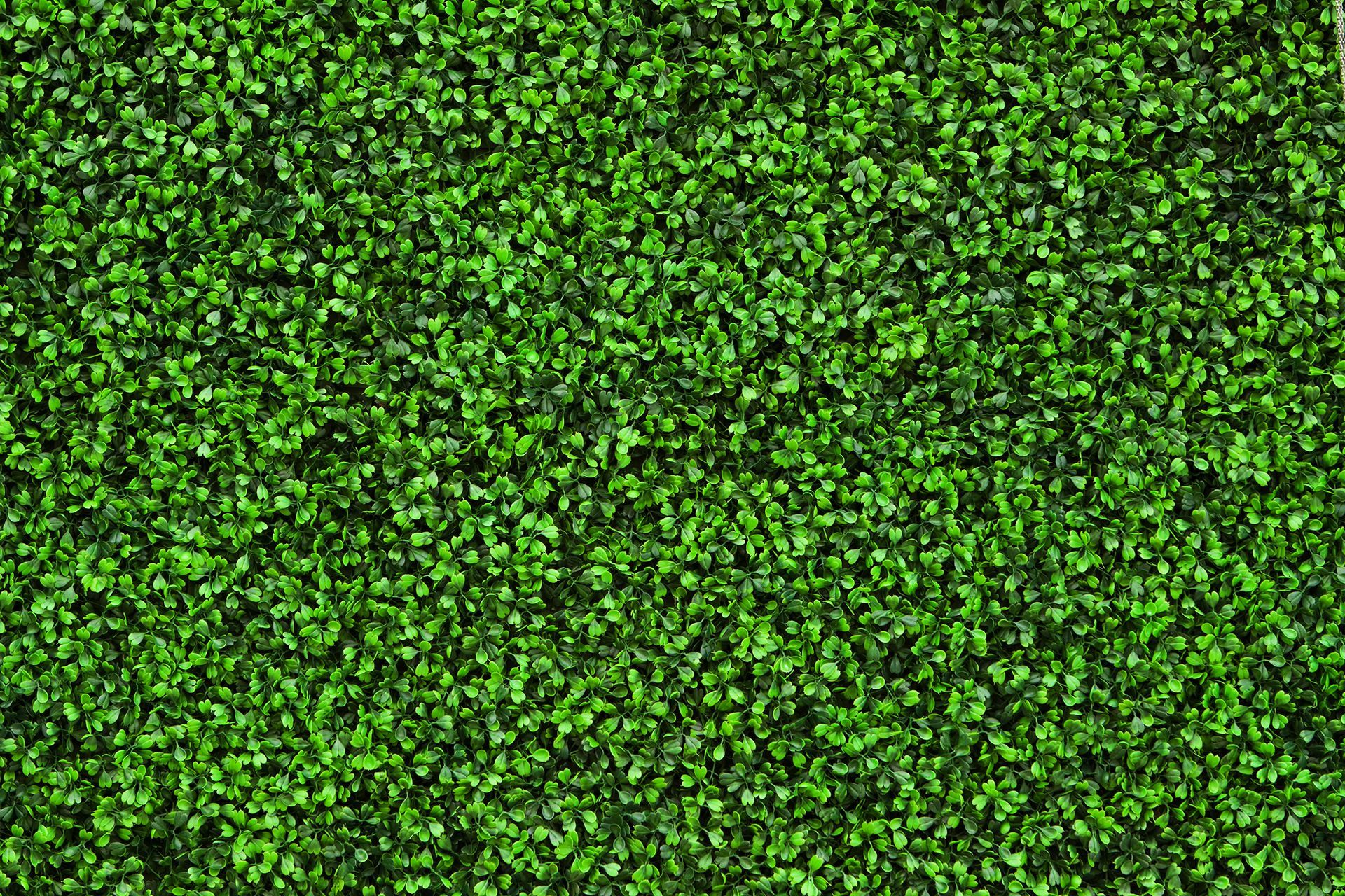 Un primer plano de un seto verde con muchas hojas.