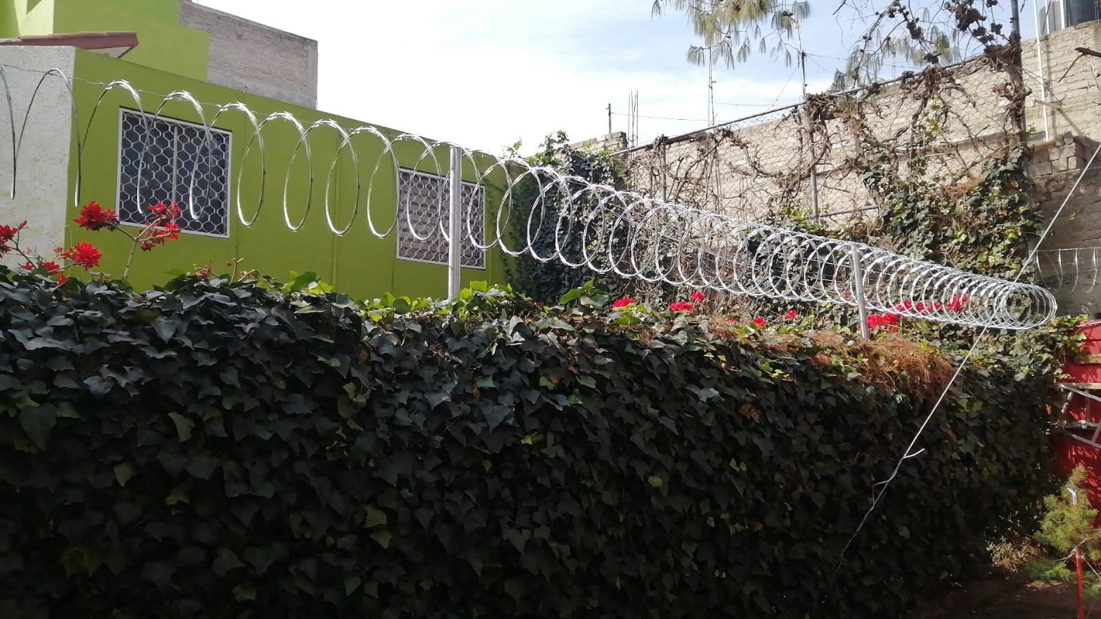 Una valla de alambre de púas está rodeada por un exuberante seto verde.