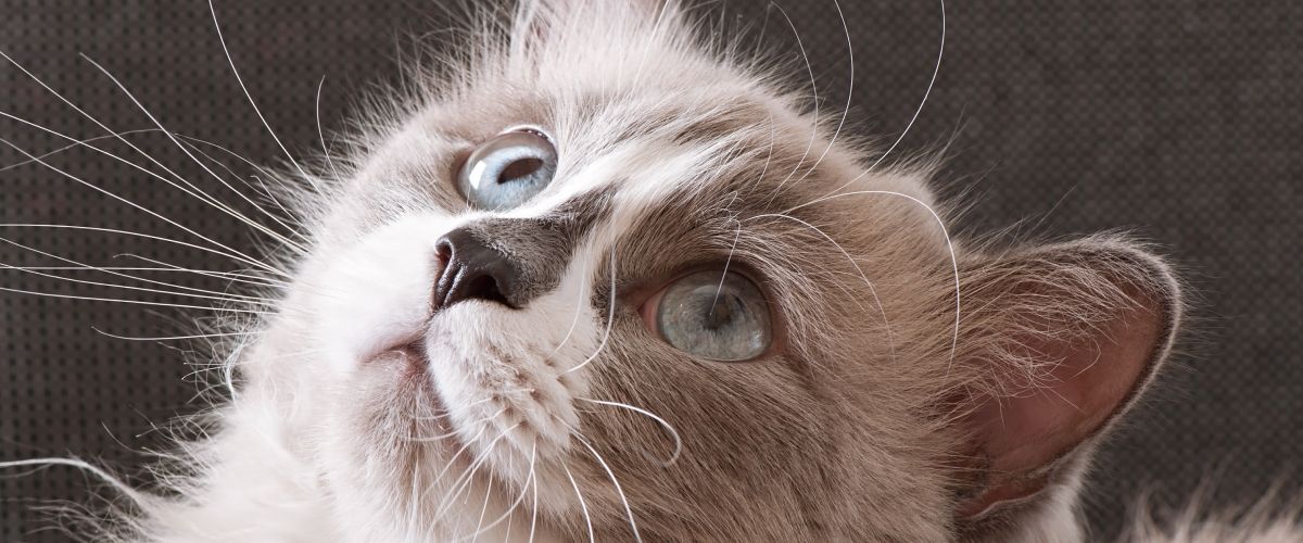 Learn about Ragdoll Cats