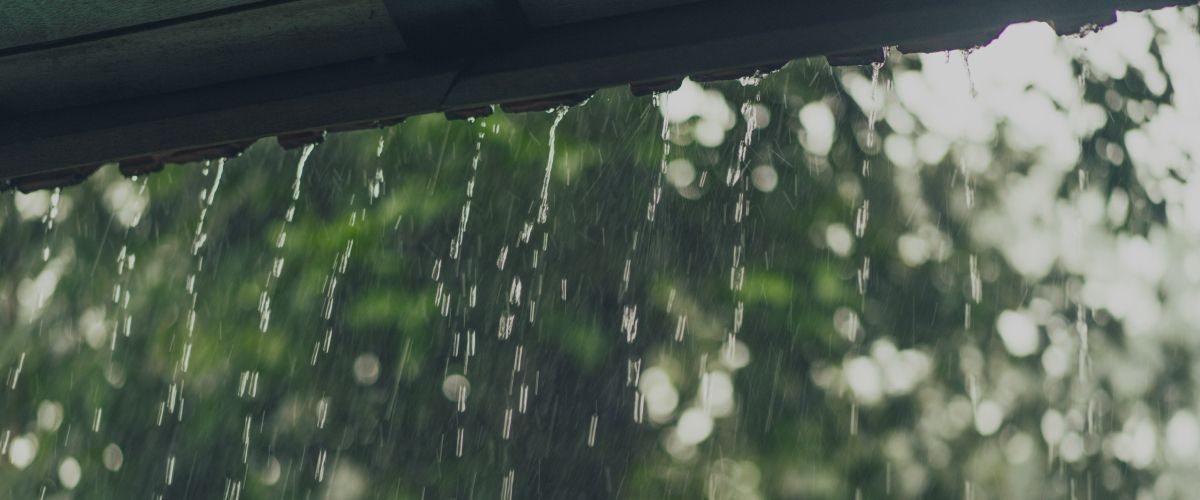 Senior Pets and Stormy Weathers