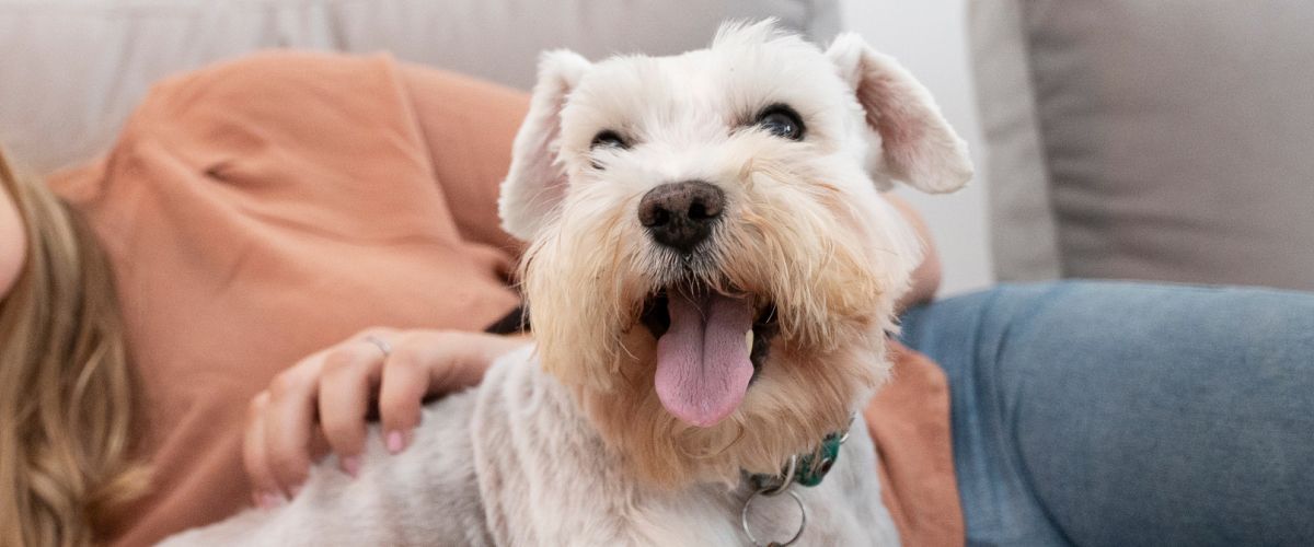 Learn about Animal Safety