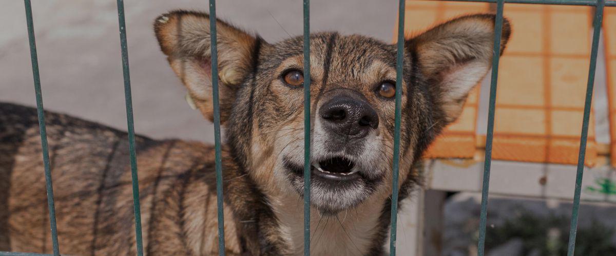 Importance of Shelters