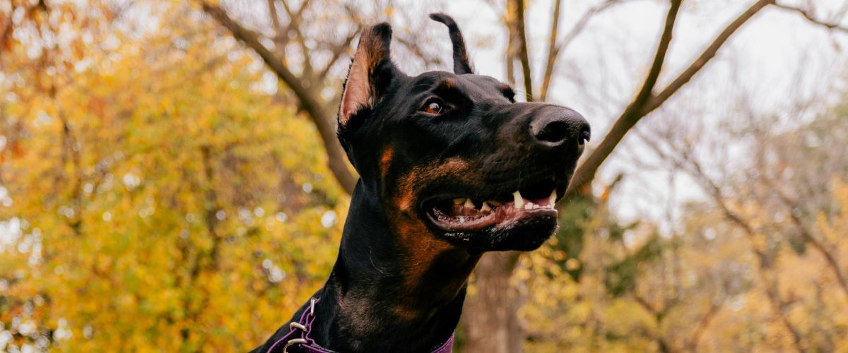Learn About Dobermann Dogs