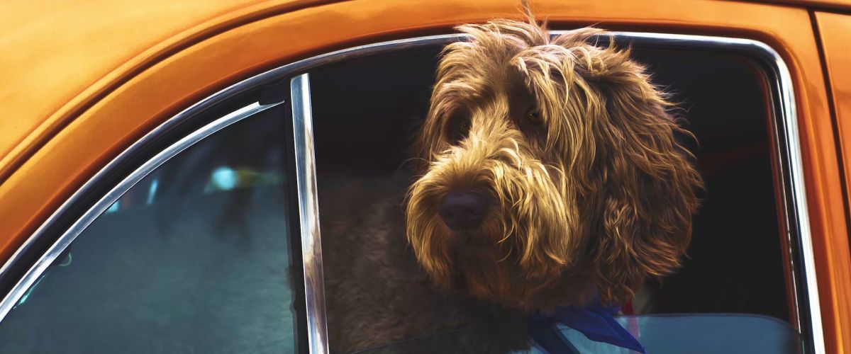 Learn about Labradoodles