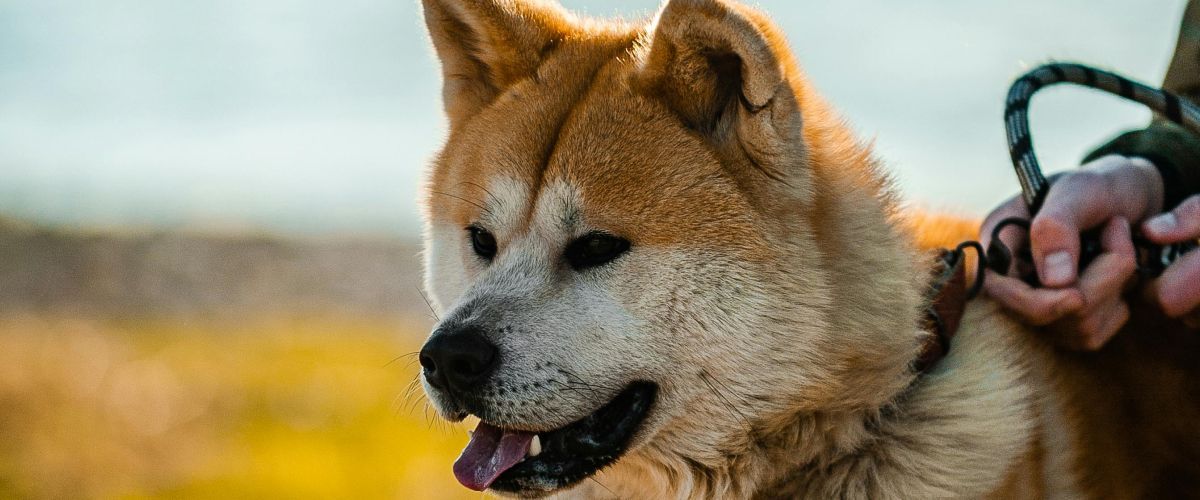 Learn About Akita Dogs