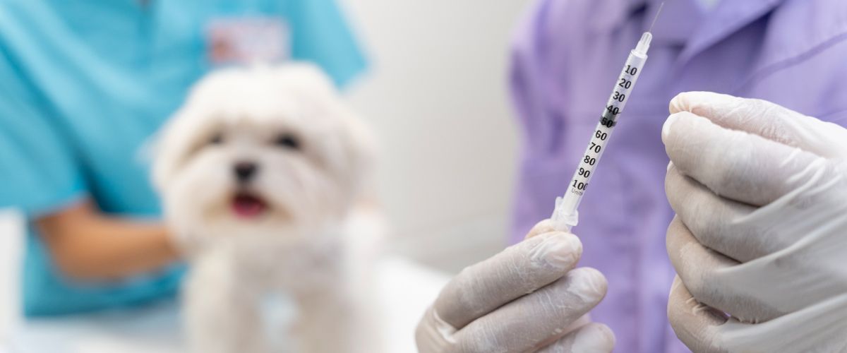 Importance of Immunization for Pets