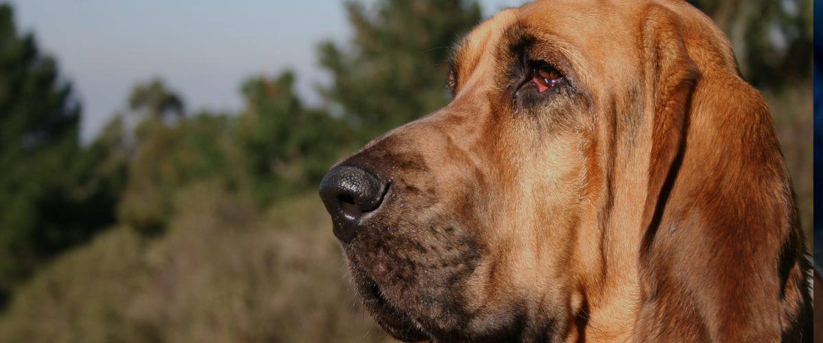 Learn about Bloodhounds