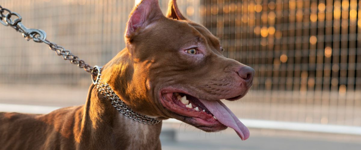 Learn about Pitbulls