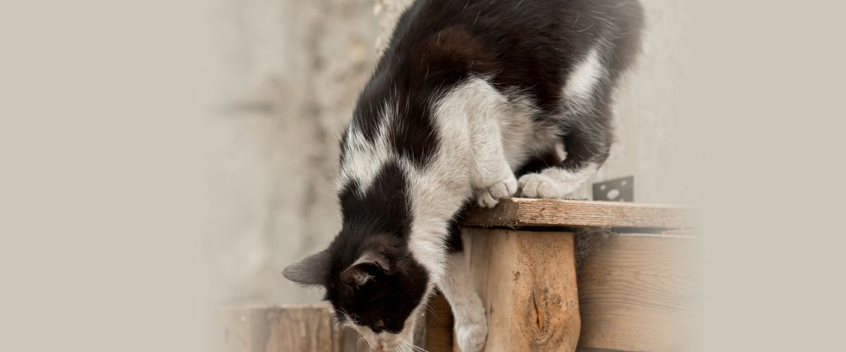 Easy ways to enrich your senior cat’s environment