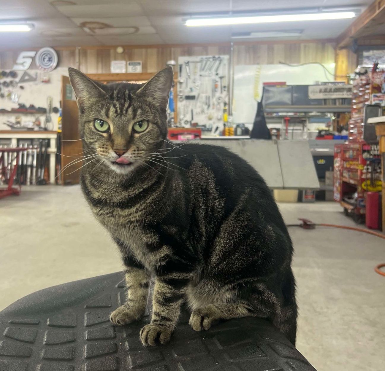 A cat is sitting on top of a tire in a garage