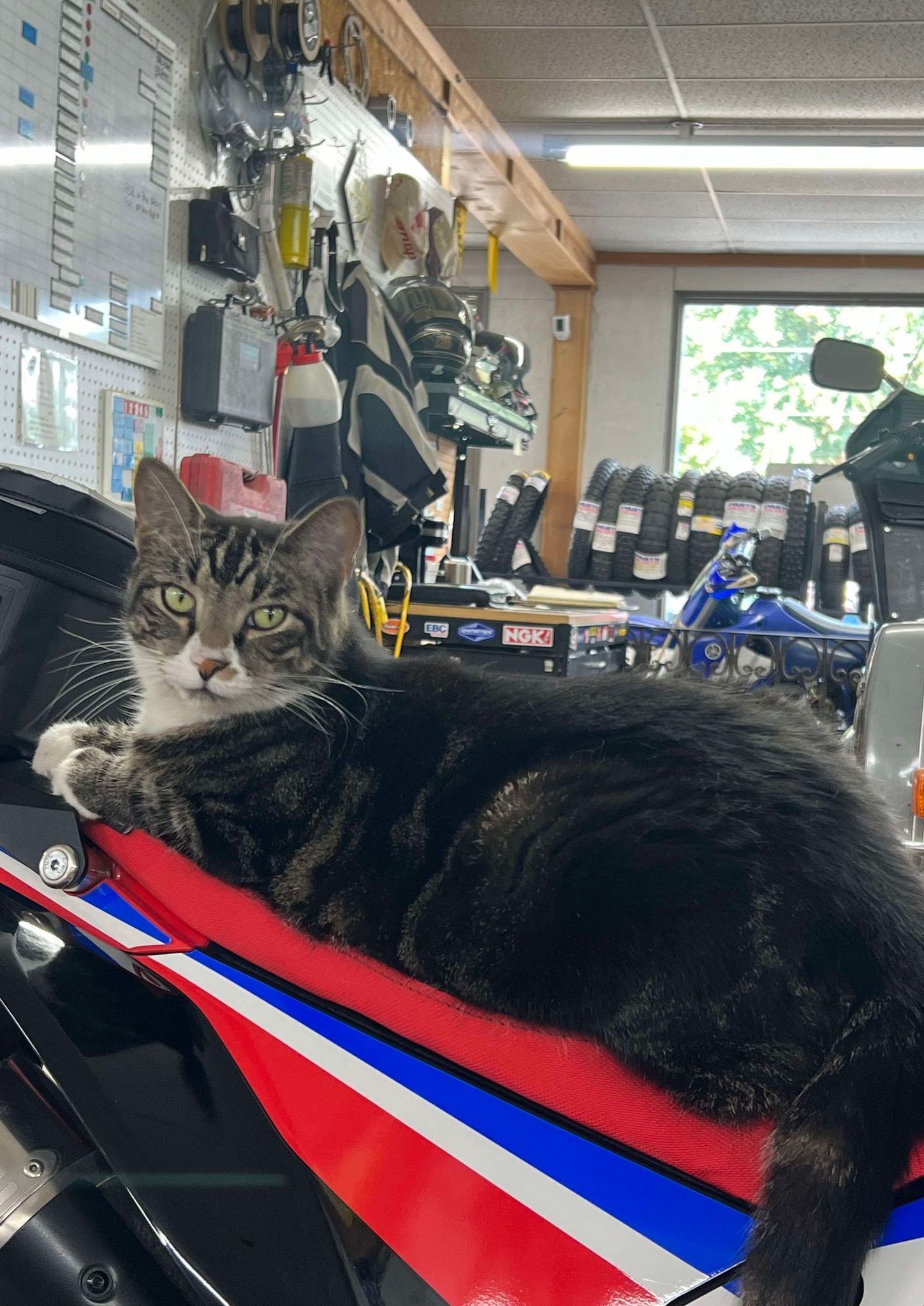 A cat is laying on the back of a motorcycle