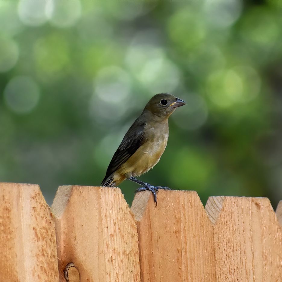 A small brown bird perched on a wooden fence, with green foliage blurred in the background.