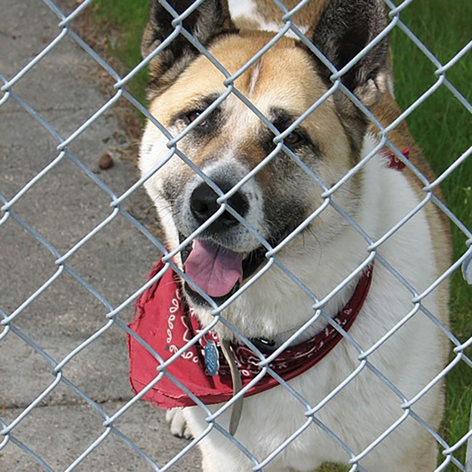 Dog behind a chain-link fence, wearing a red bandana. It has a happy expression with tongue out.