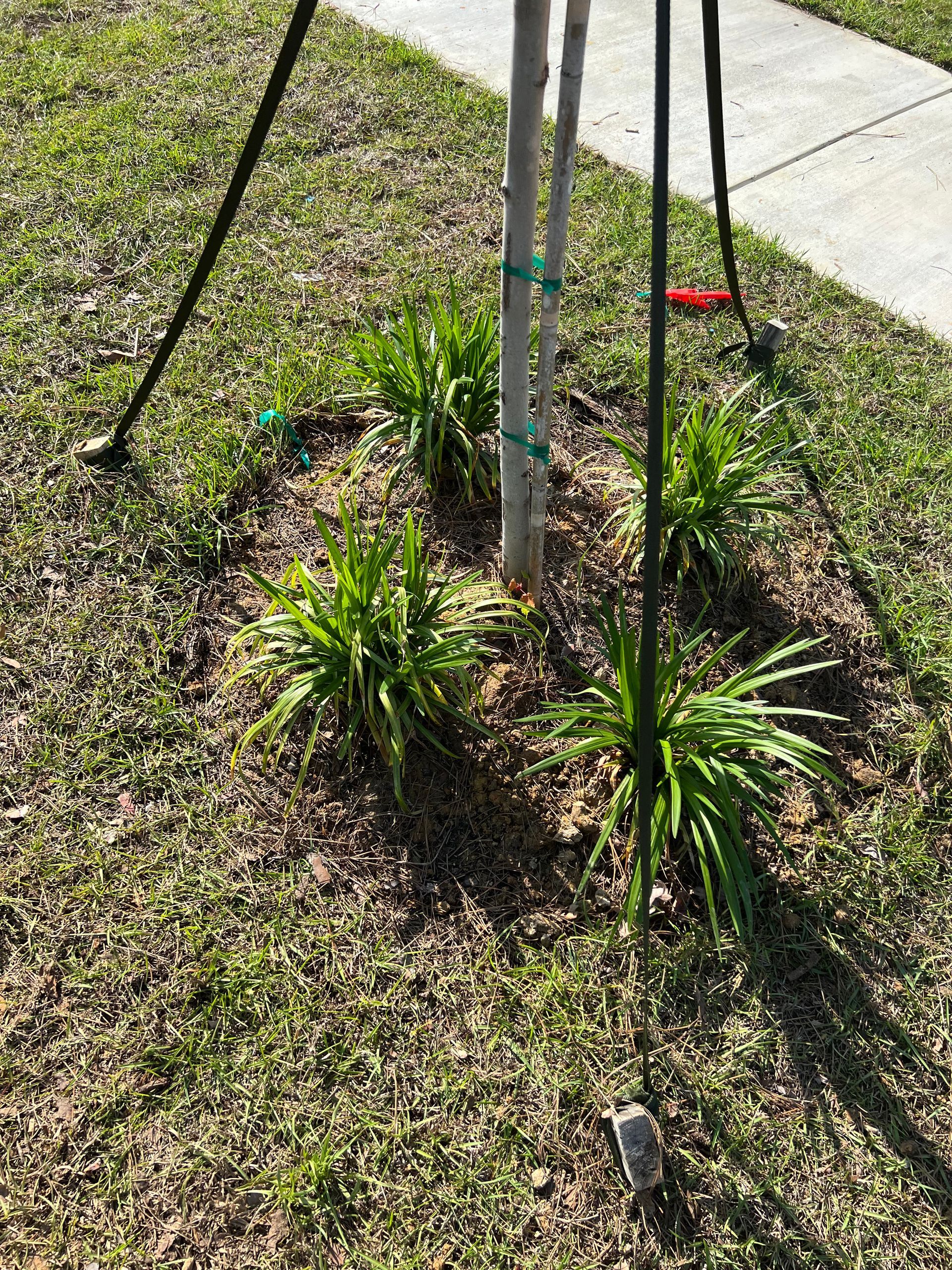 A young tree trunk is surrounded by green plants and supported by three black stakes; a sidewalk and grass are in the background.