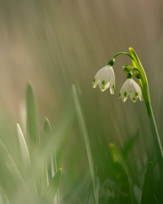 Two delicate white snowflake flowers with green-tipped petals hanging from a stem amidst soft, out-of-focus green grass.