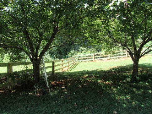 Trees frame a grassy yard with a wooden fence. Sunlight filters through the leaves.