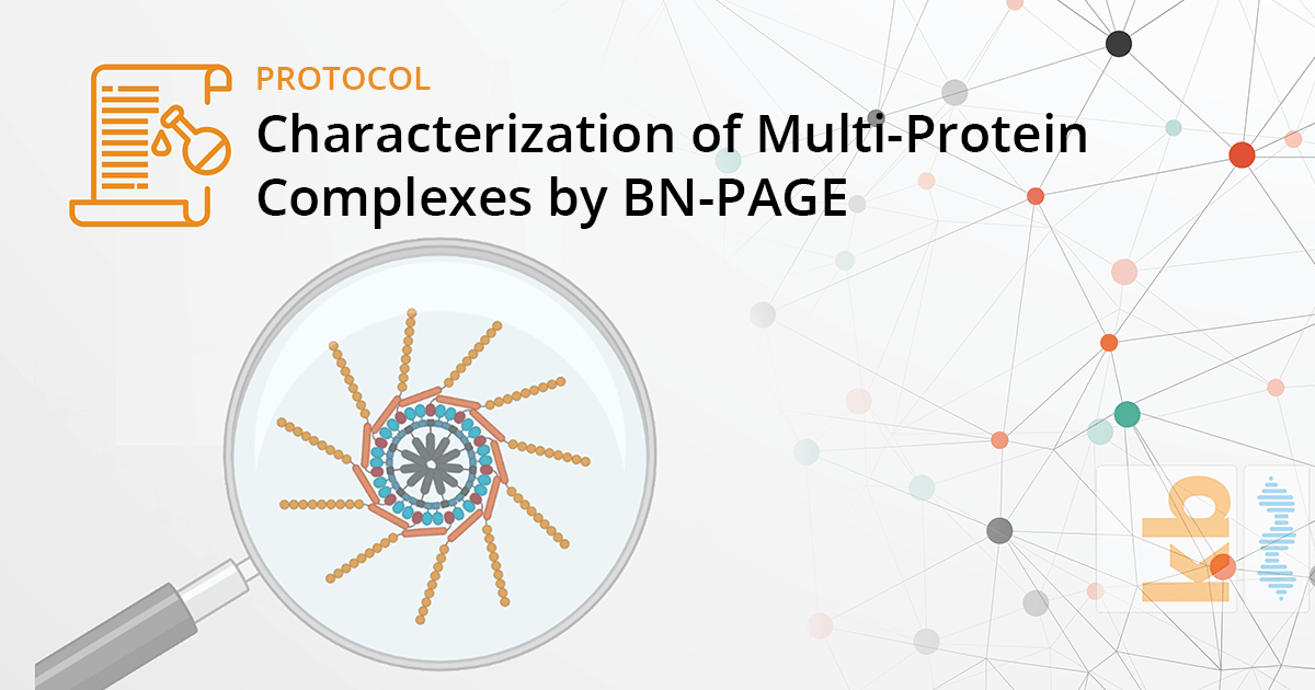 Characterization of Multi-Protein Complexes (MPCs) by BN-PAGE