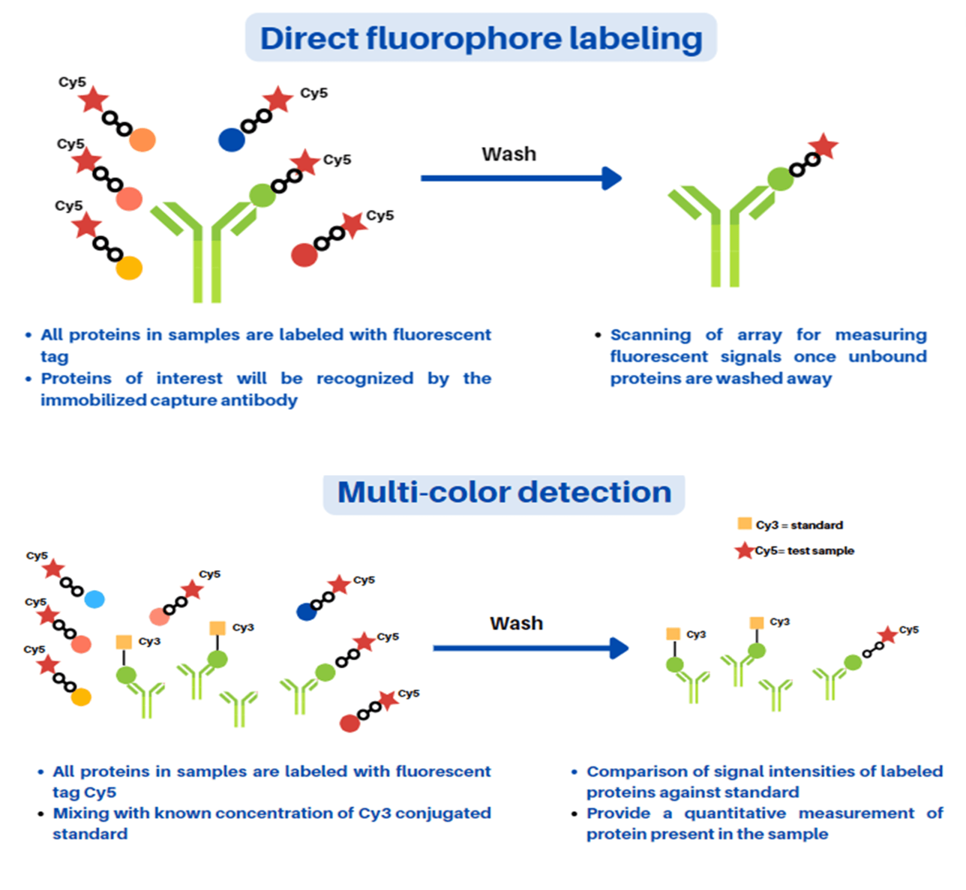 Figure 2: Direct fluorophore labeling (A) and multicolor detection (B) using direct labeling antibody microarray technology.