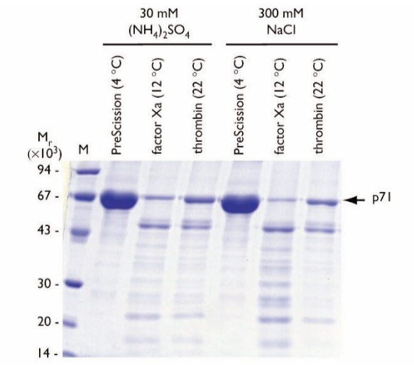 Fig. 4: SDS-PAGE of GST-p71 eluates; impact of salt shown, 6h incubation. Proteases & salt labeled; p71 arrowed. M: markers.