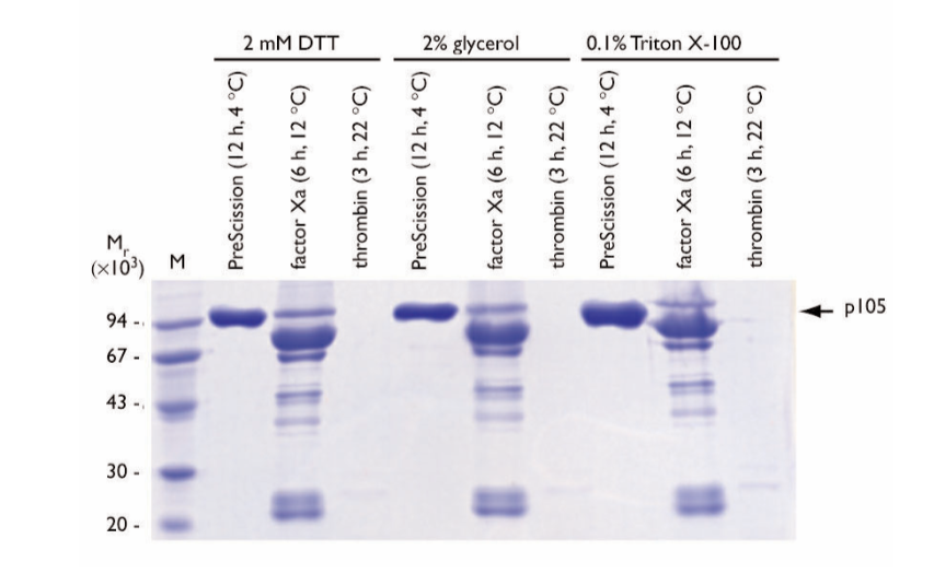 Fig. 5: SDS-PAGE of GST-p105 eluates with additives; optimal conditions per enzyme. Arrow shows p105. M: markers.