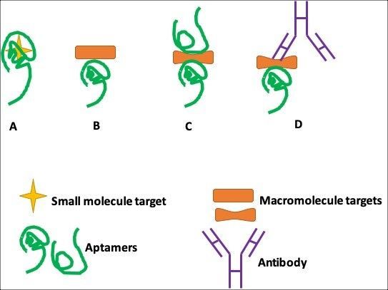Fig. 1. Aptamer-based assay formats. (A) Small-molecule target buried within the binding pockets of aptamer structures; (B) single-site format; (C) dual-site (sandwich) binding format with two aptamers; and, (D) ‘‘sandwich’’ binding format with an aptamer and an antibody.