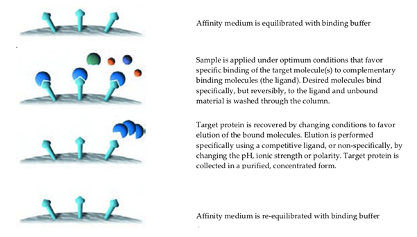 glutathione benefits for covid Biotechniques Den: AFFINITY CHROMATOGRAPHY main image 0