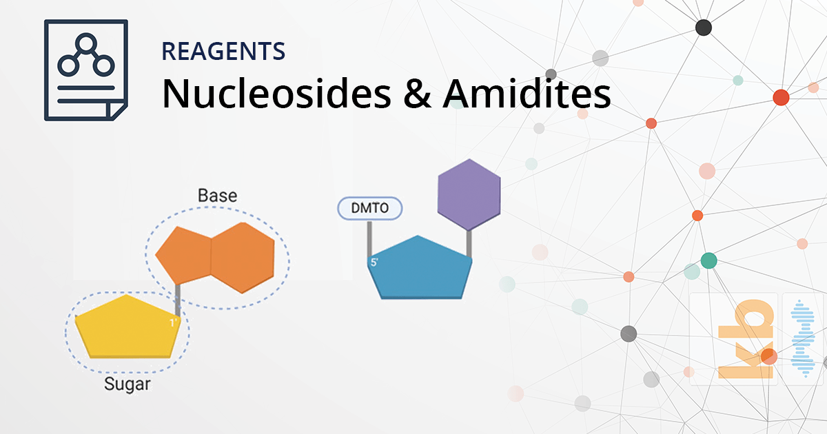 Nucleosides & Amidites:  The Building Blocks of DNA & RNA