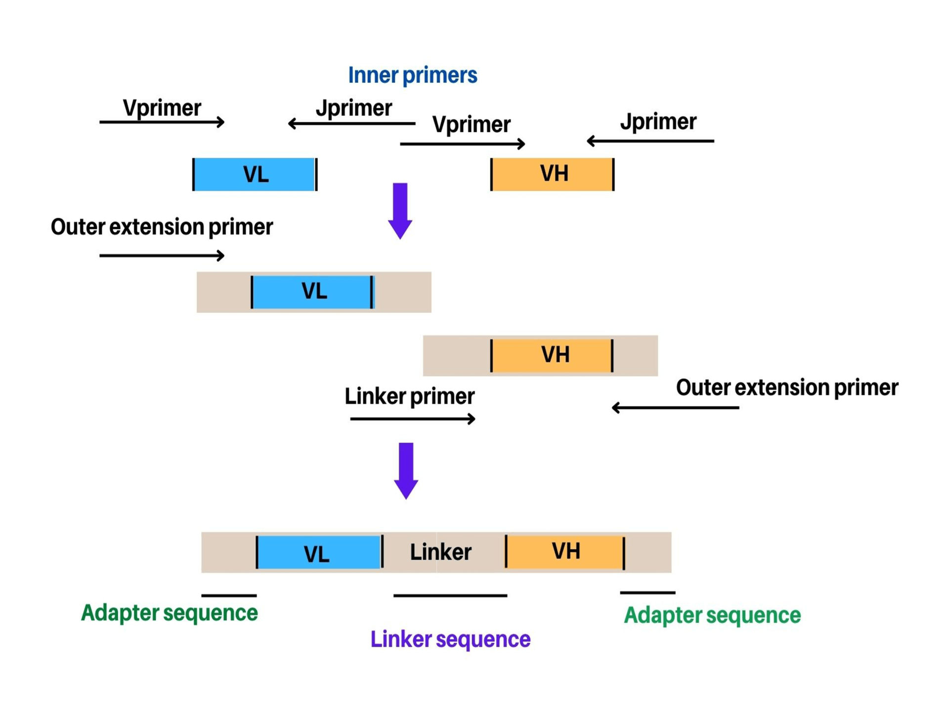 Figure 2. Principle of scFv PCR assembly. Around 4 -7 primers will be required for complete scFv assembly. The usage of extension primers is generally optional but usually present in most of the scFv construction. In case of non-overlapping of inner primers, linker primer is required. The adapter sequences represent the only elements which relies on the cloning vector.