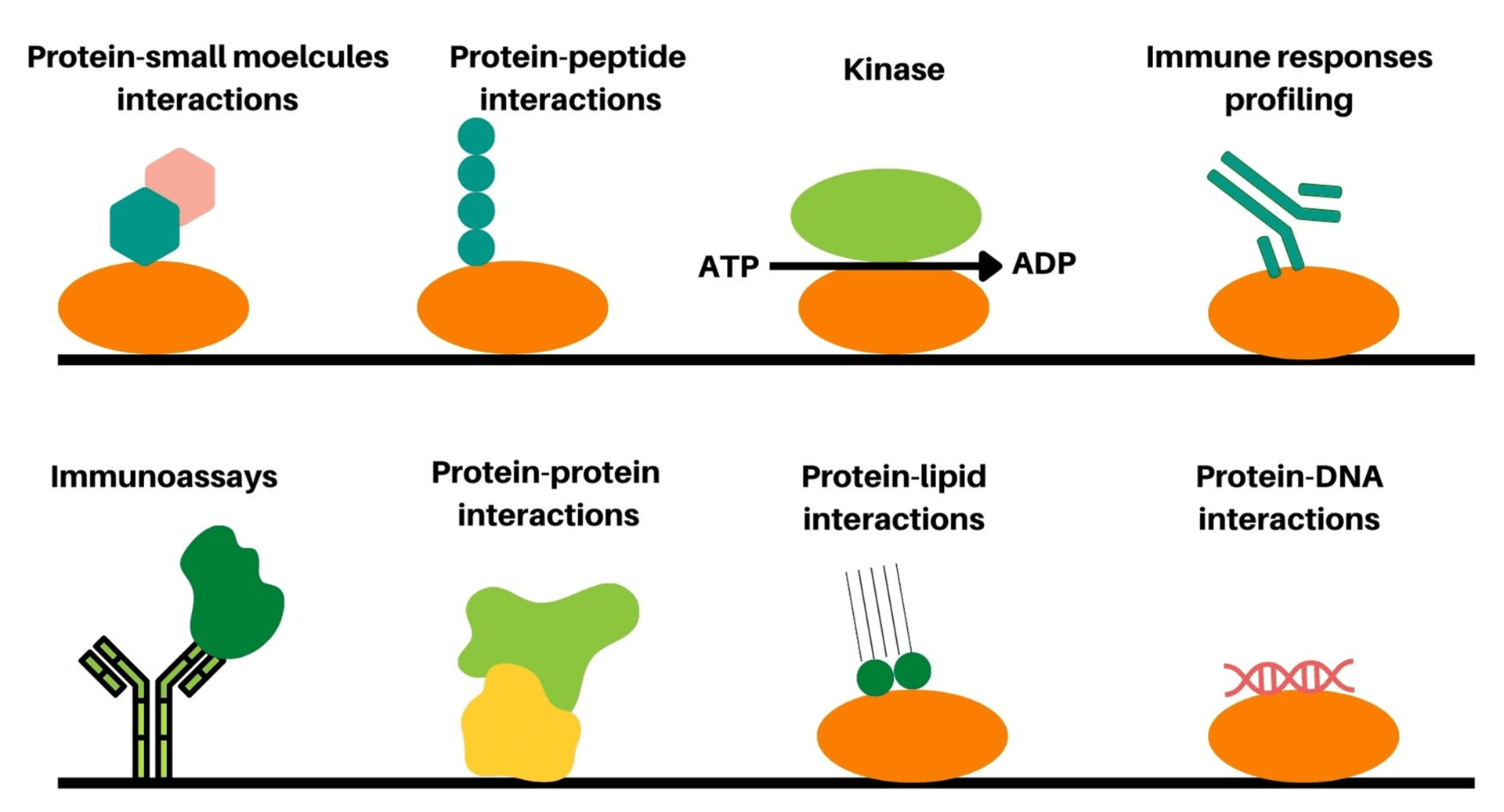 Figure 1: Protein microarray (analytical and functional) and their applications in detection of specific proteins and identification of different types of protein interactions with other molecules.