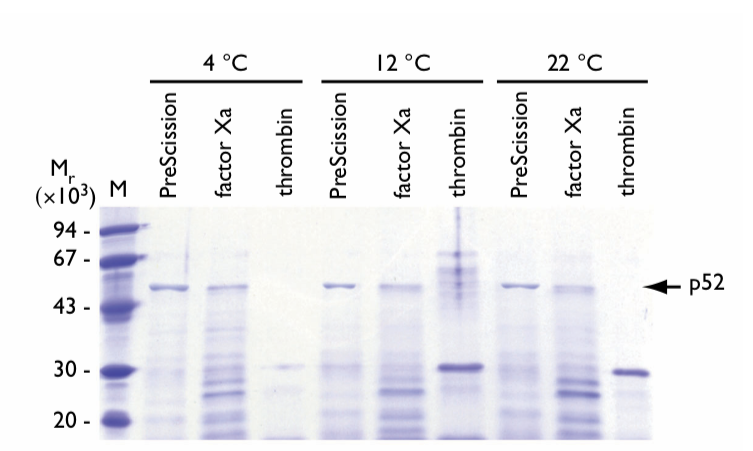 Addressing Poor Stability Factors During Fusion Protein Cleavage, kbdna