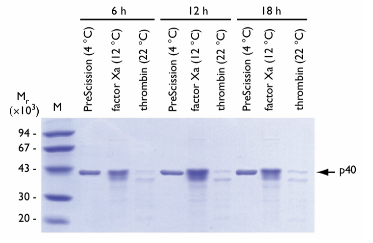 Fig. 2: SDS-PAGE of eluates post-cleavage of GST-p40; proteases, temps, and times listed; p40 location arrowed. M: markers.