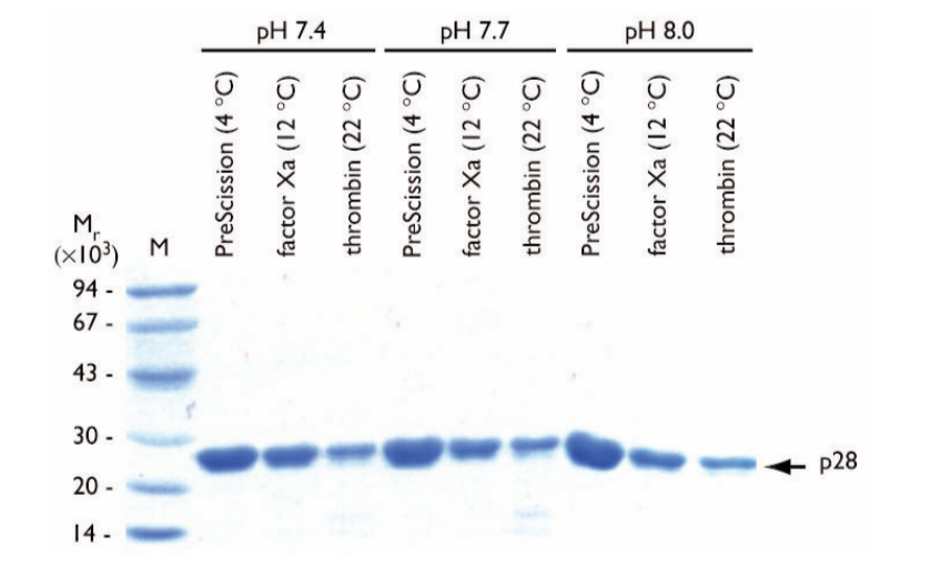 Fig. 3: SDS-PAGE of GST-p28 eluates; pH impact shown, 12h incubation. Proteases & pH labeled; p28 arrowed. M: markers, kbdna