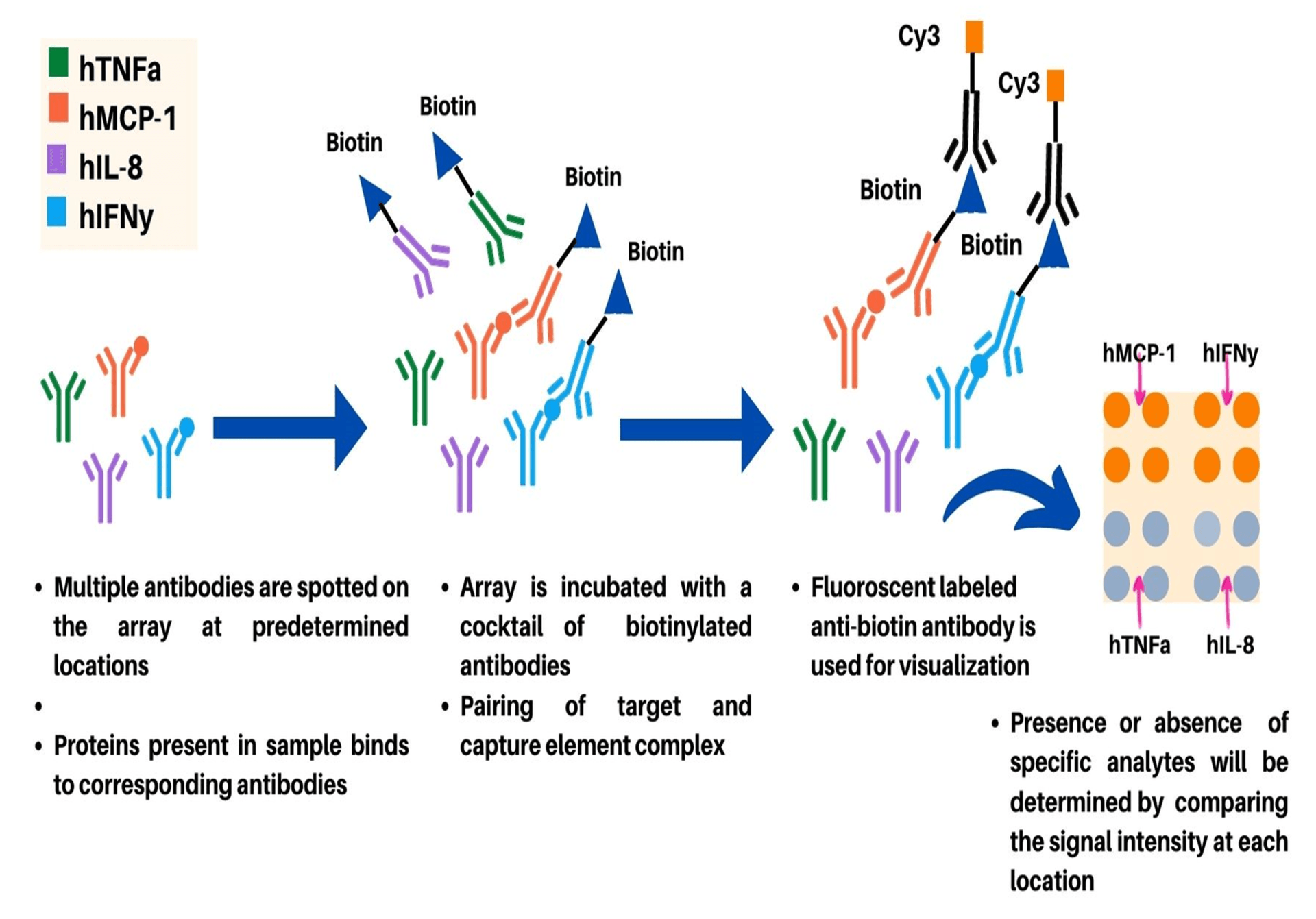 Figure 3: Schematic describing various steps involved in fluorescence-linked immunosorbent assay (FLISA) antibody microarray technique.