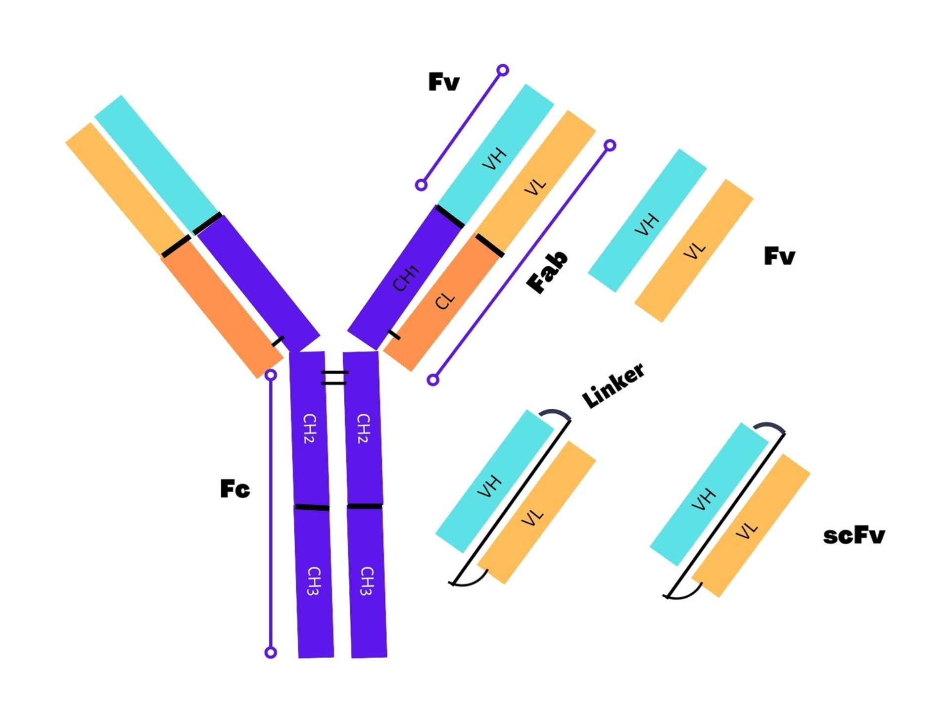 Figure 1. Representative scheme showing scFv fragment formation