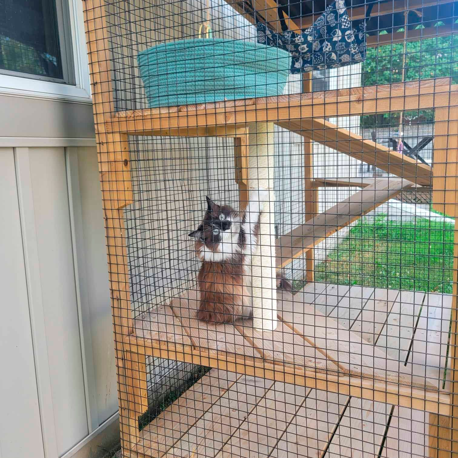 A close up of a fluffy cat with green eyes looking up
