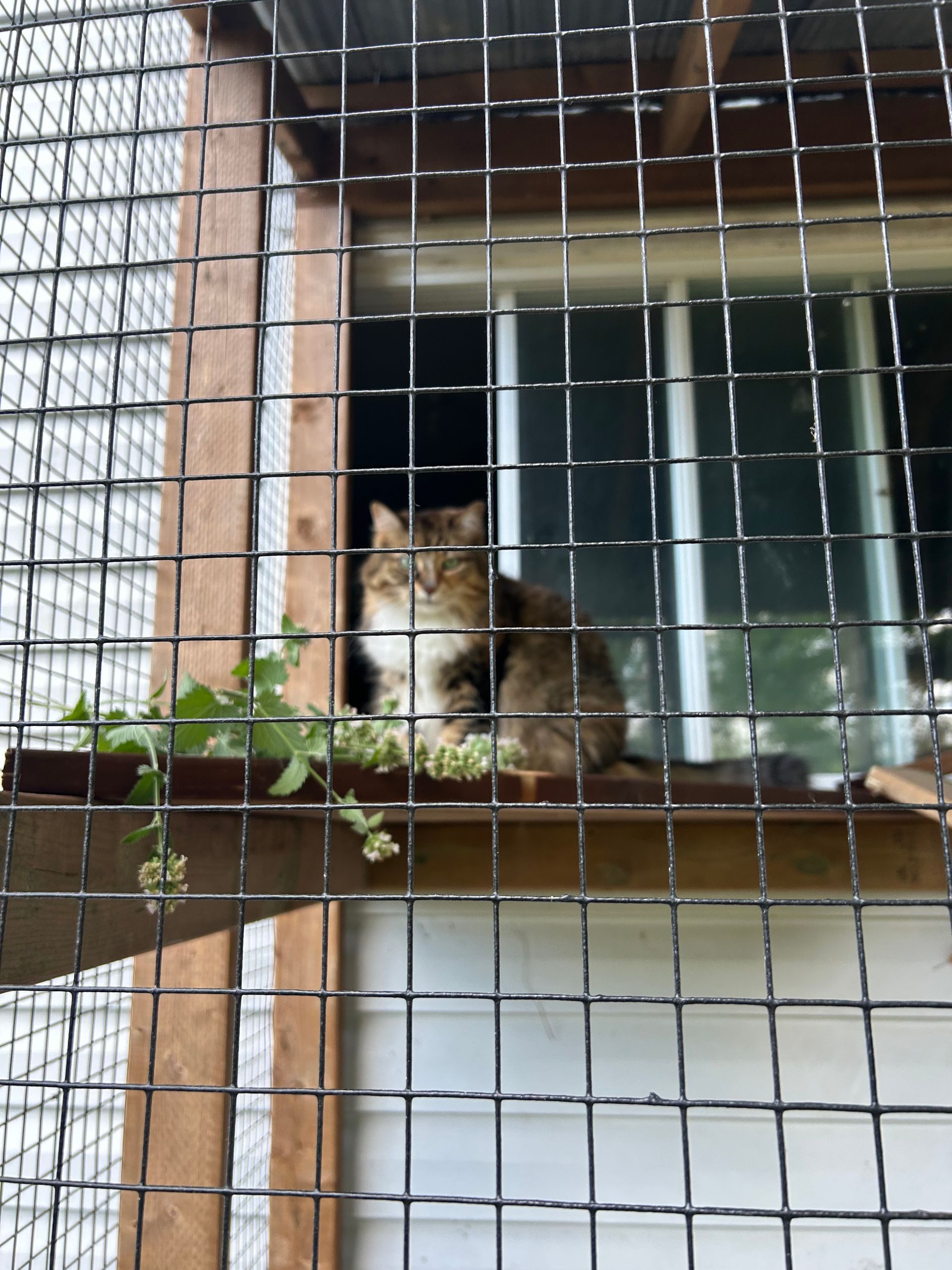 A dog is sitting in a cage next to a tree.