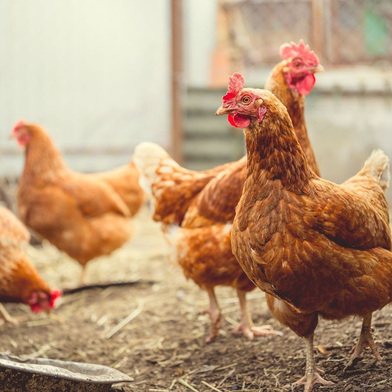 A group of brown chickens are standing in the dirt.