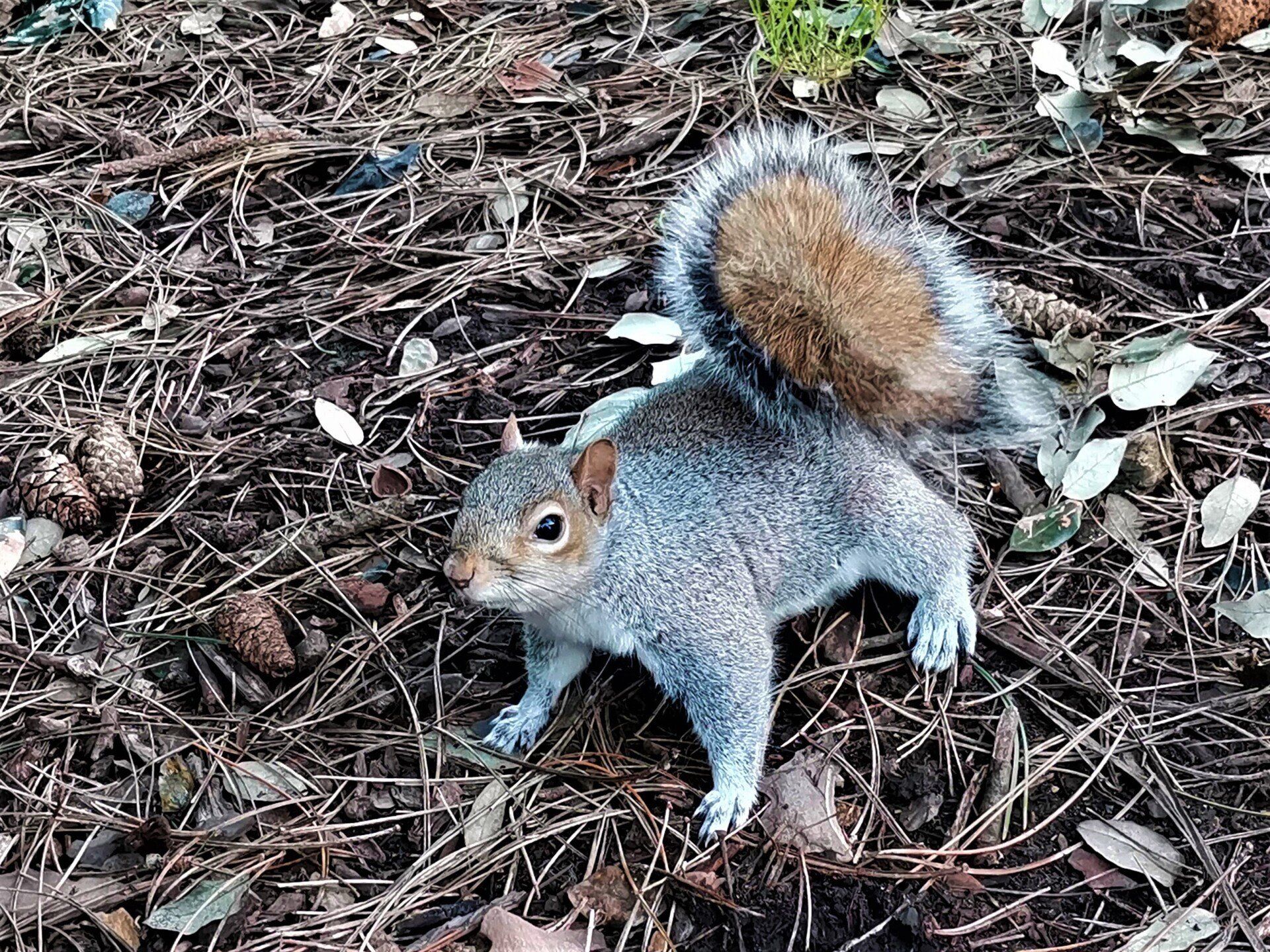 Bournemouth Squirrel by Johnny Sharkey