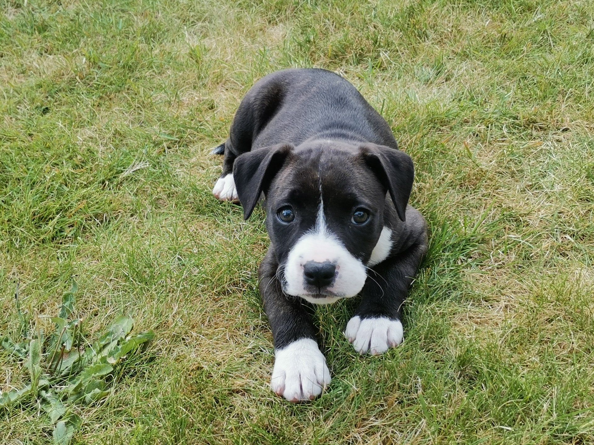 Staffordshire Bull Terrier Puppy