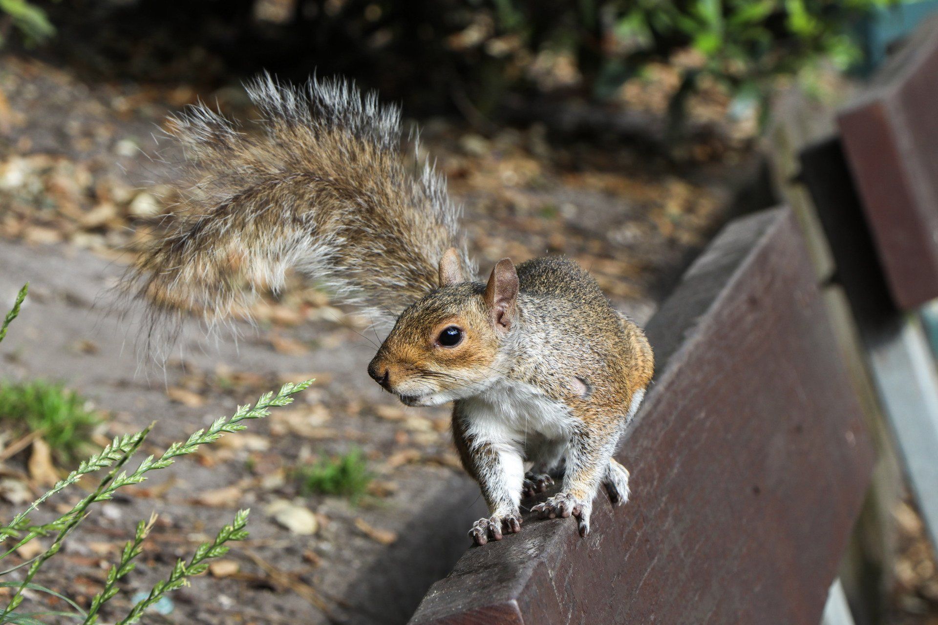 Bouremouth Gardens Squirrels