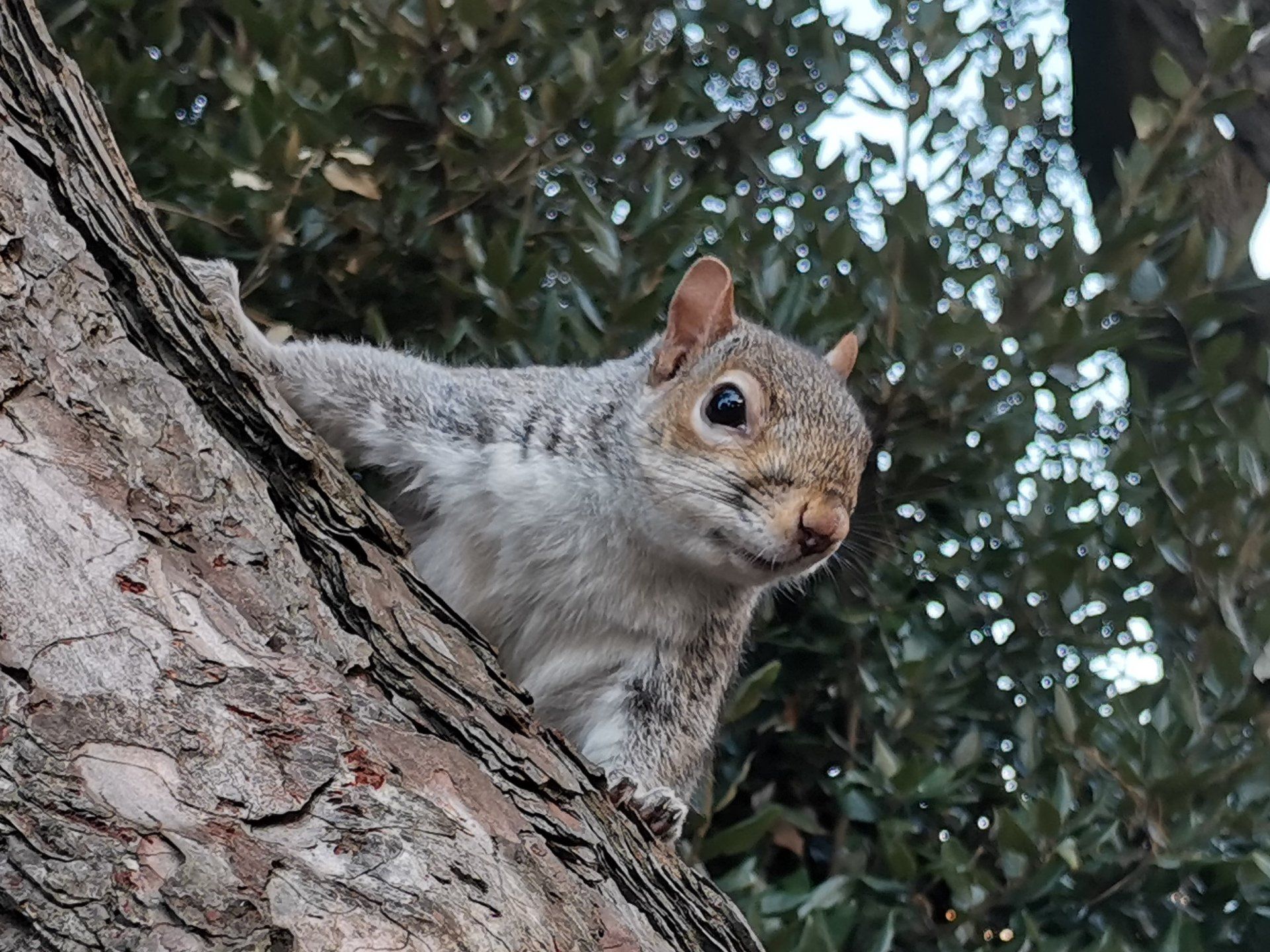 Bournemouth Squirrel by Johnny Sharkey