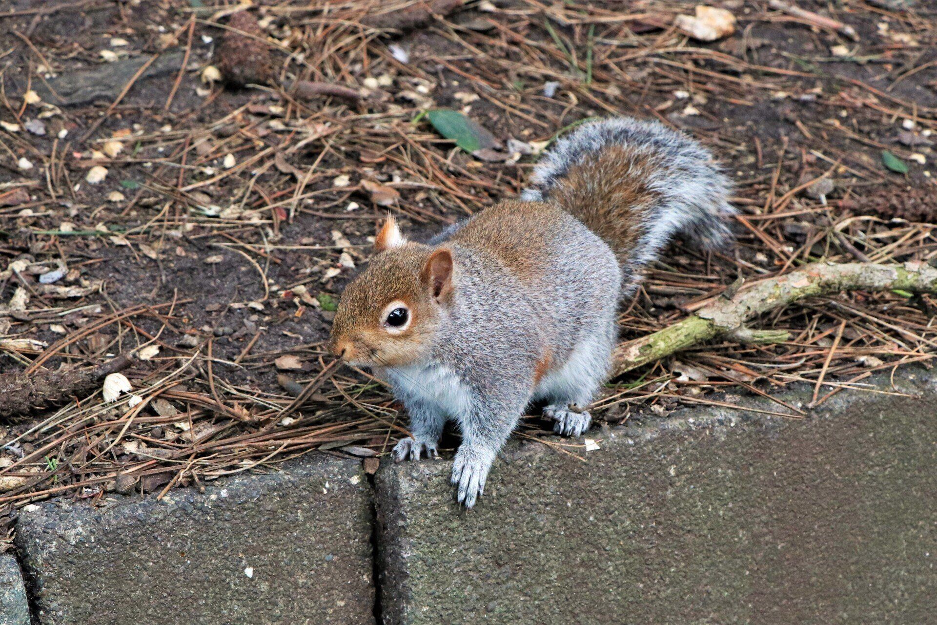 Bournemoth Squirrel By Johnn Sharkey