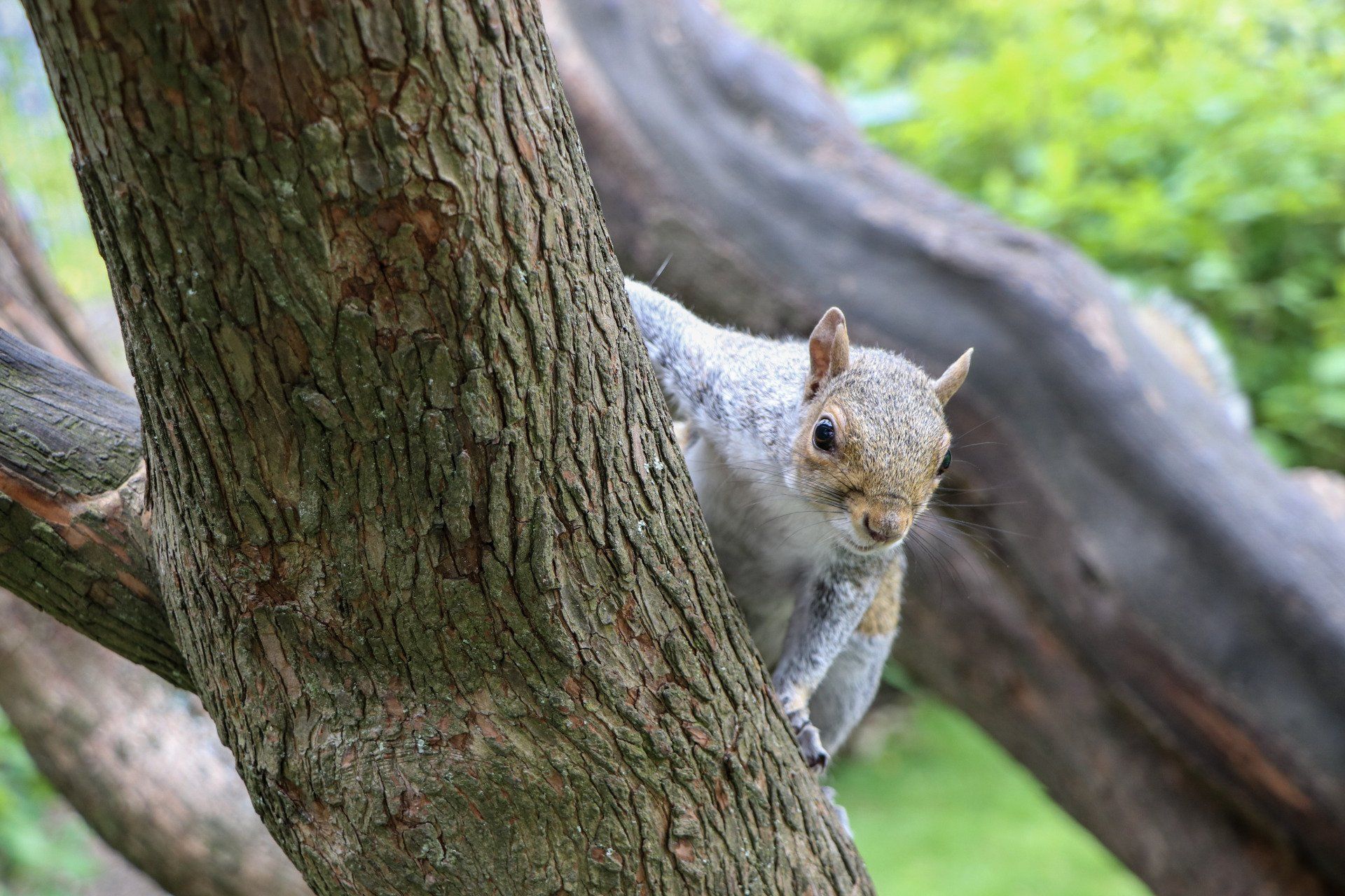 Bournemouth Squirrel by Johnny Sharkey