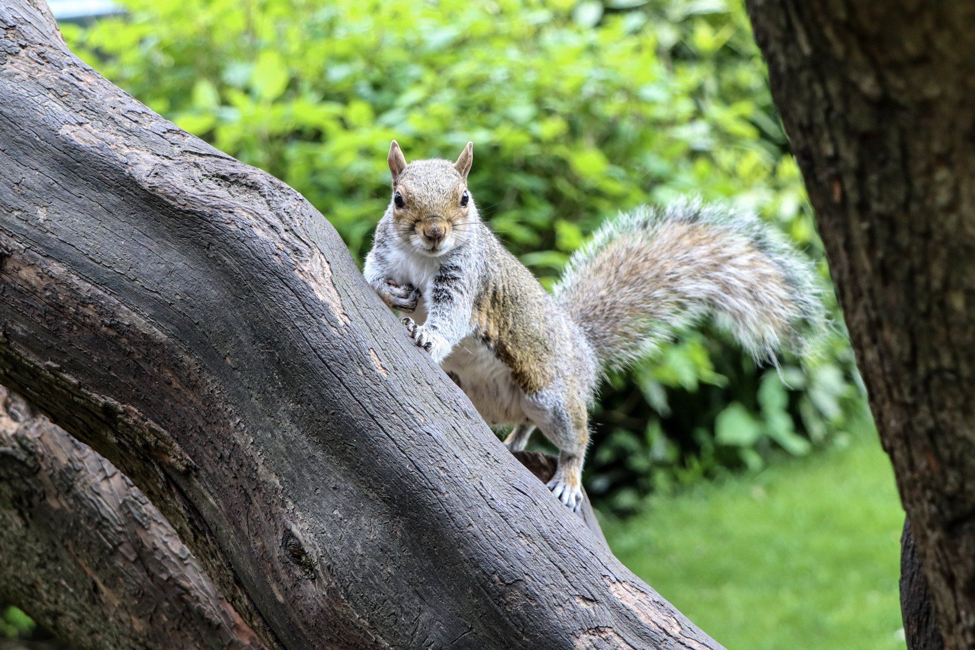 Bournemouth Squirrel by Johnny Sharkey