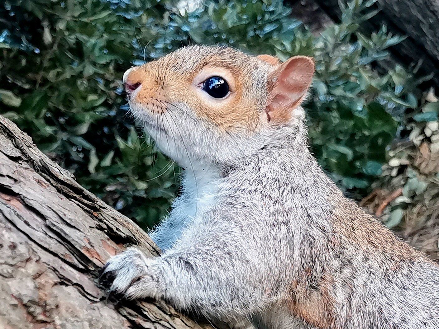Bournemouth Squirrel by Johnny Sharkey
