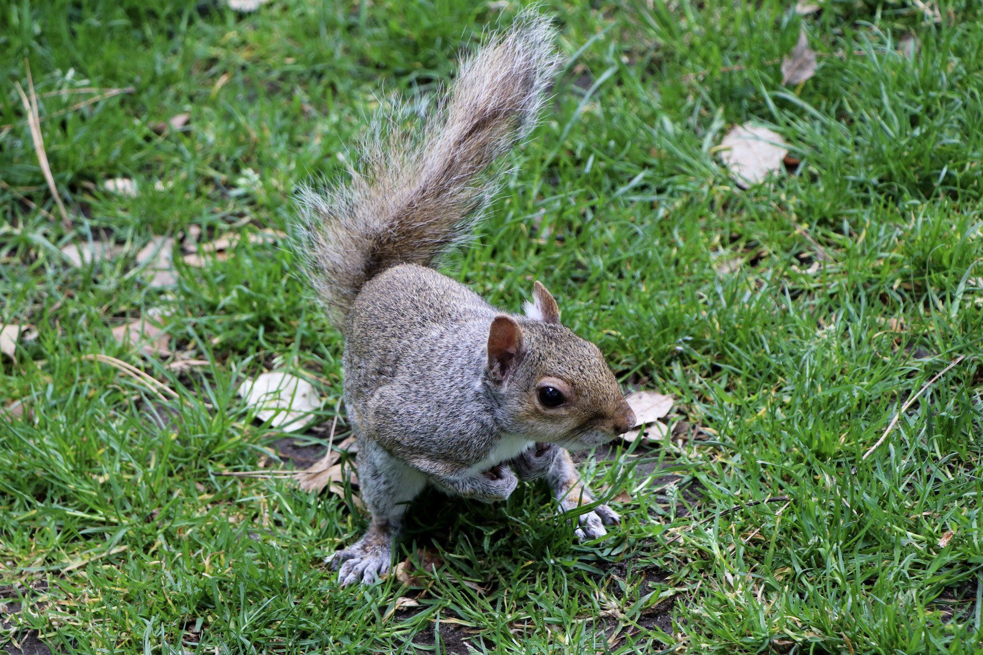 Bournemouth Squirrel by Johnny Sharkey