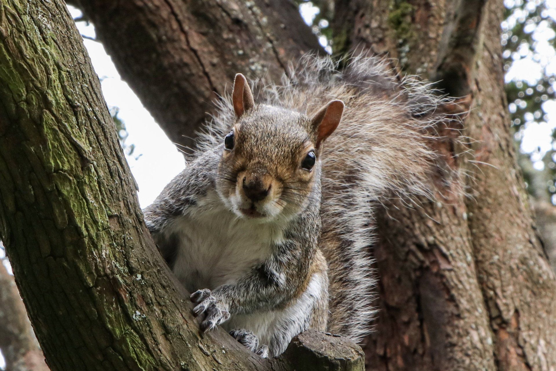Bournemouth Squirrel by Johnny Sharkey