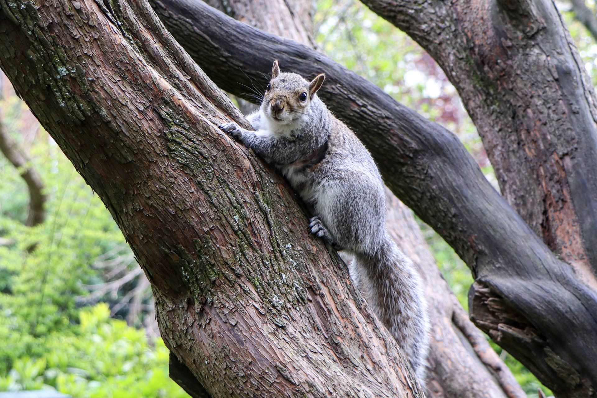 Bournemouth Squirrel by Johnny Sharkey